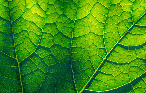 A close up of veins on a leaf