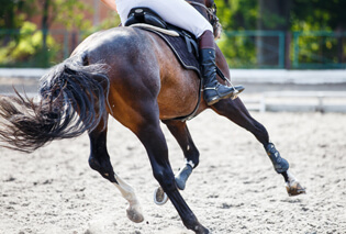 A horse running over rubber infil