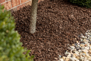 The base of a tree planted in rubber mulch