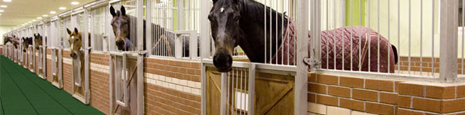 Horses in stables with Equitile rubber pavers