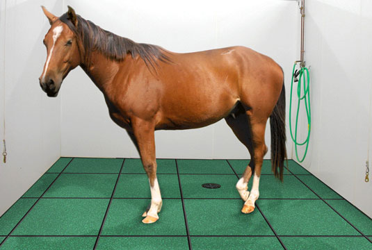 A horse in a wash area with EquiTile