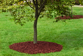 Lasting Beauty Tree Rings at the base of trees