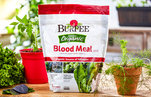 A bag of Burpee Blood Meal