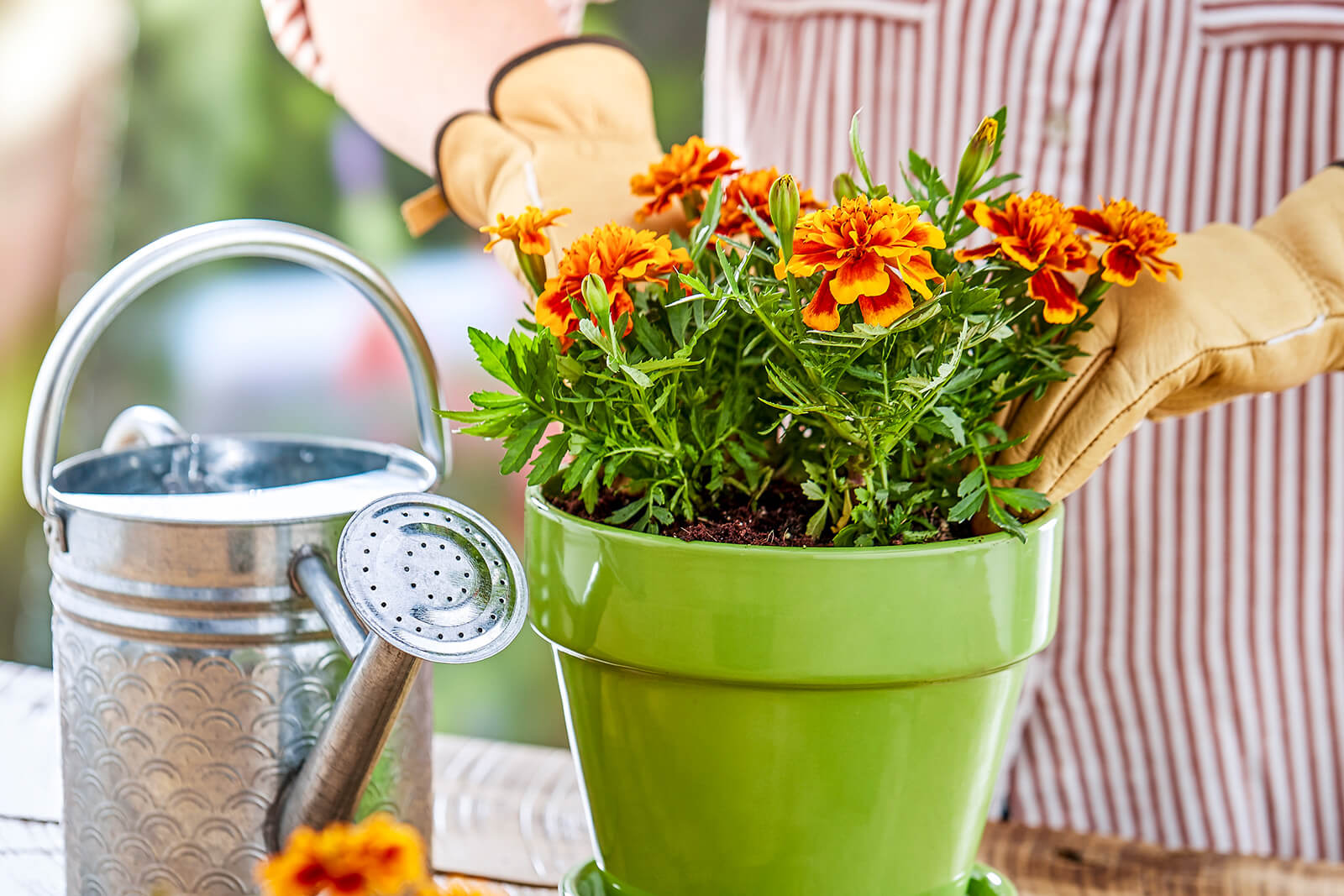 Fresh Flowers in a Pot Banner