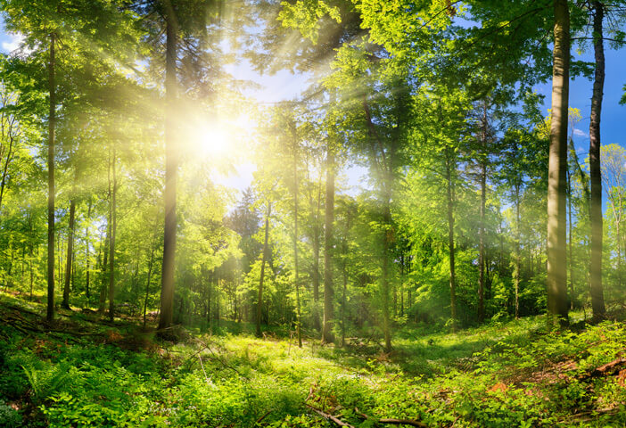 The sun shining through the trees of a forest