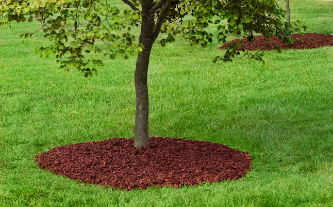 A tree planted in recycled rubber mulch